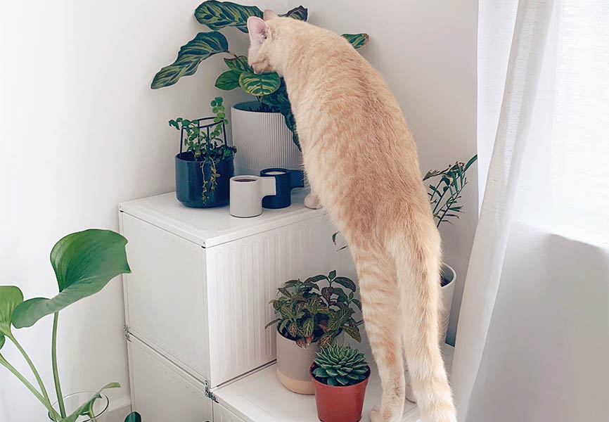 Orange cat smelling plants